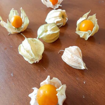 Buy Physalis Fruit at affordable price